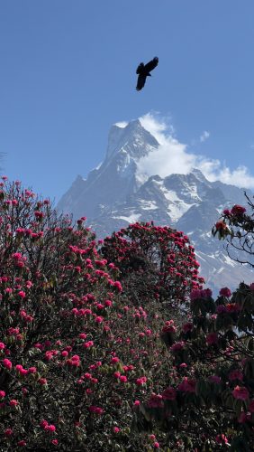 himalaji-nepal-2